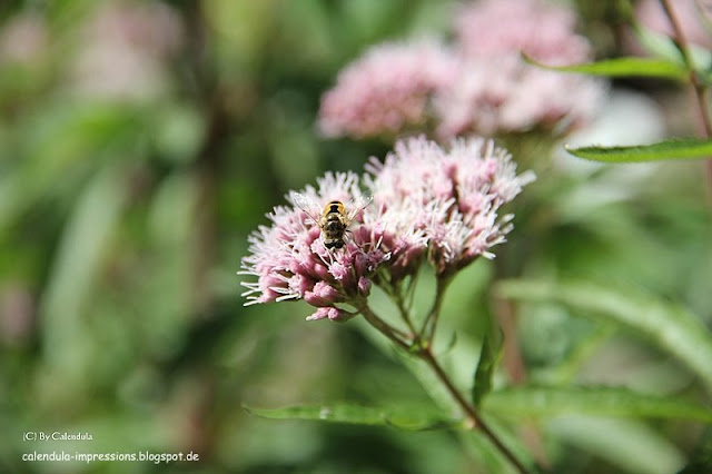 Keilfleckschwebfliege Eristalis Wasserdost Eupatorium Biene Scheinbiene Mistbiene