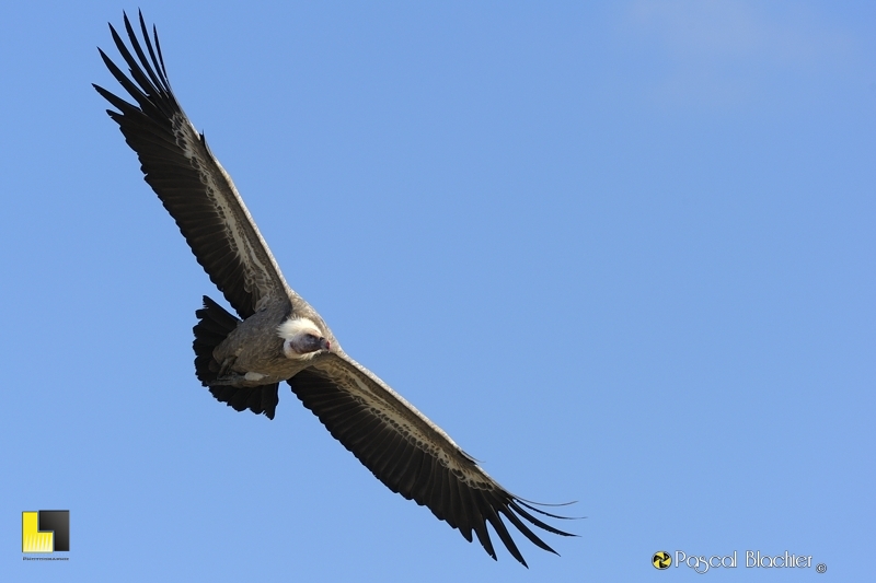 le bon profil photo pascal blachier