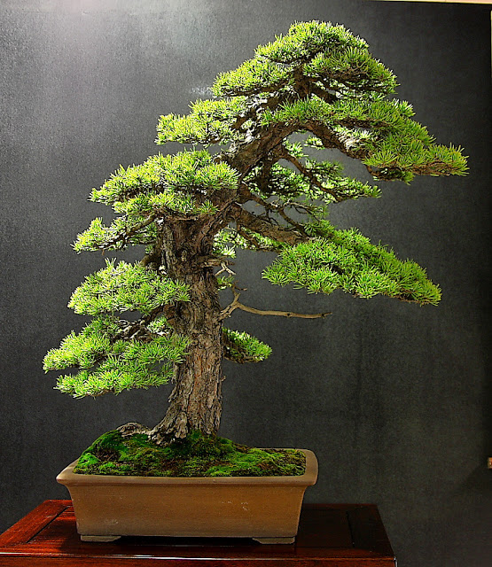En Septiembre vuelven las clases... Escuela Bonsai Valencia