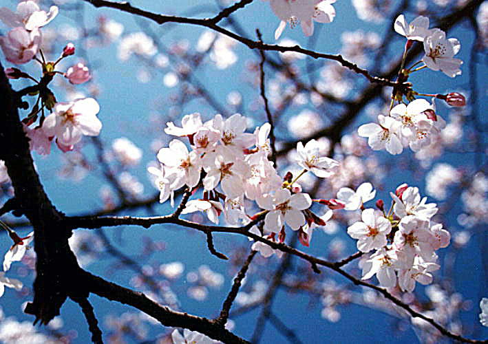 Unduh 7000 Wallpaper Bunga Terindah Terbaik Unduh 7000 Wallpaper Bunga Terindah Terbaik
