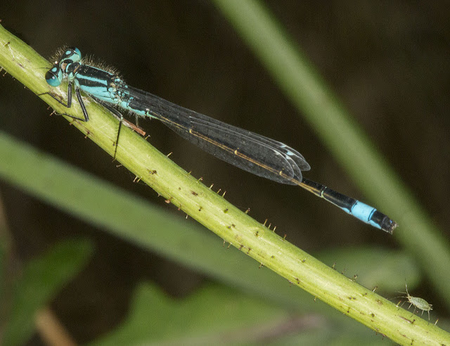 Blue-tailed Damselfly, Ischnura elegans, by Ray's Pond.  Jubilee Country Park, 18 July 2012.