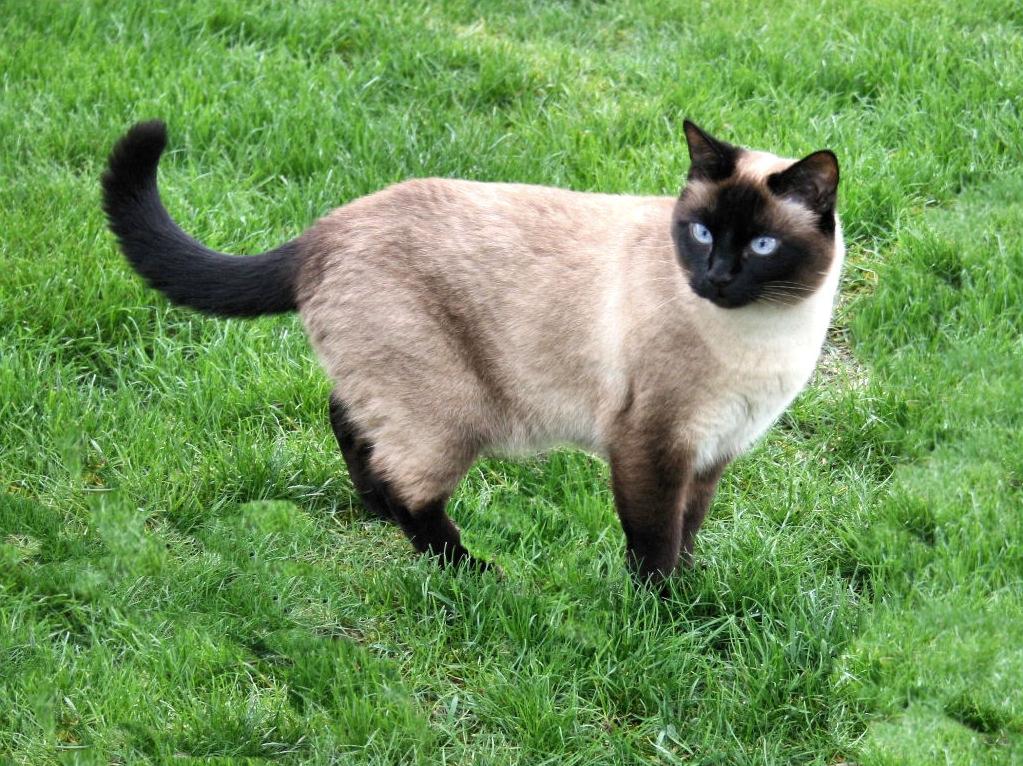 IMAGENES DE GATOS SIAMESES imagenes de gatos siameses:
