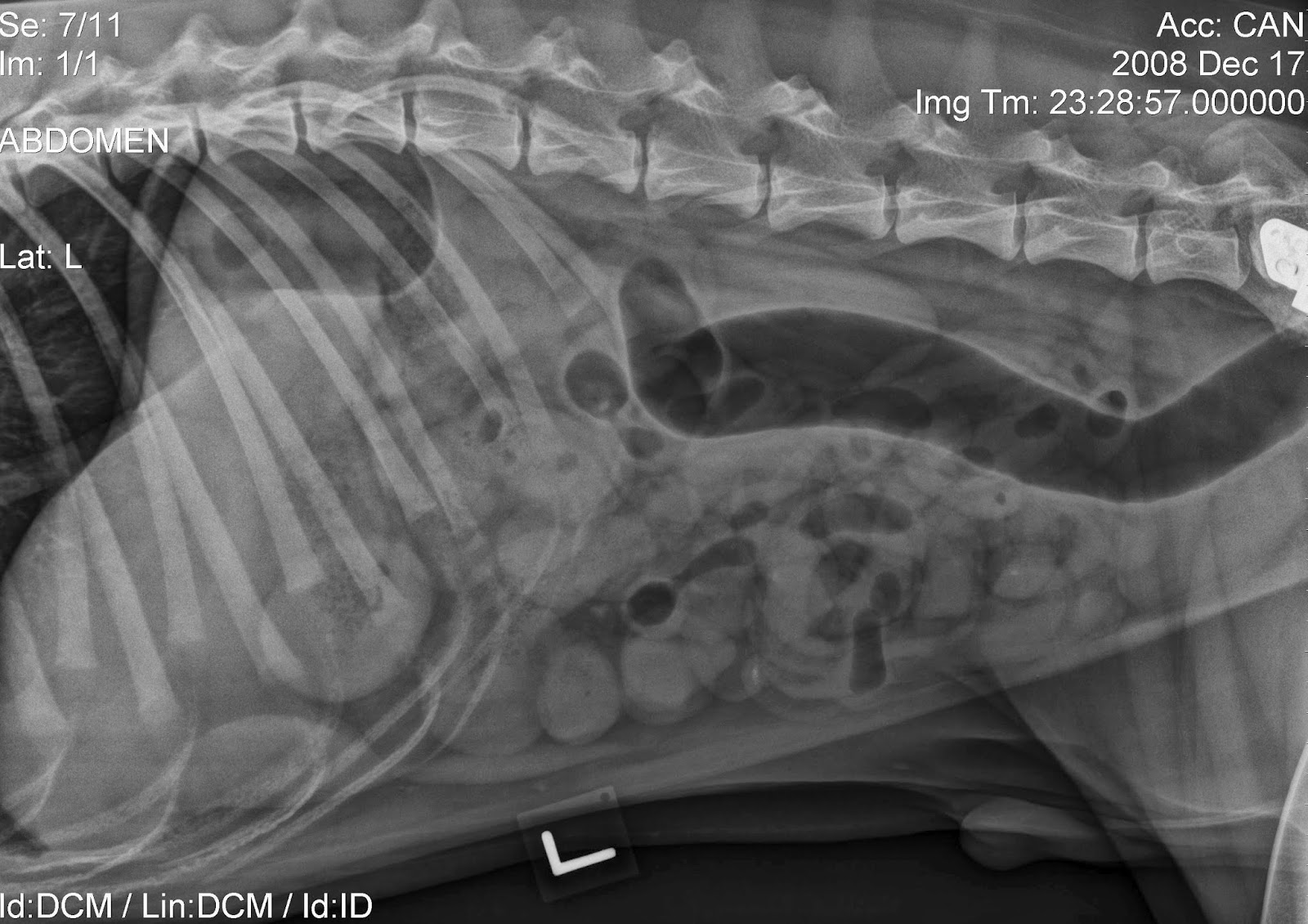 Veterinary Key Points Linear Foreign Bodies One of the most sinister