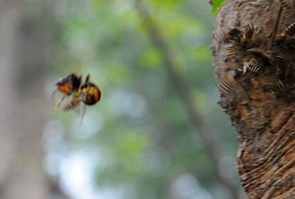 بالصور معركة النحل والدبابير البرية Bees+09