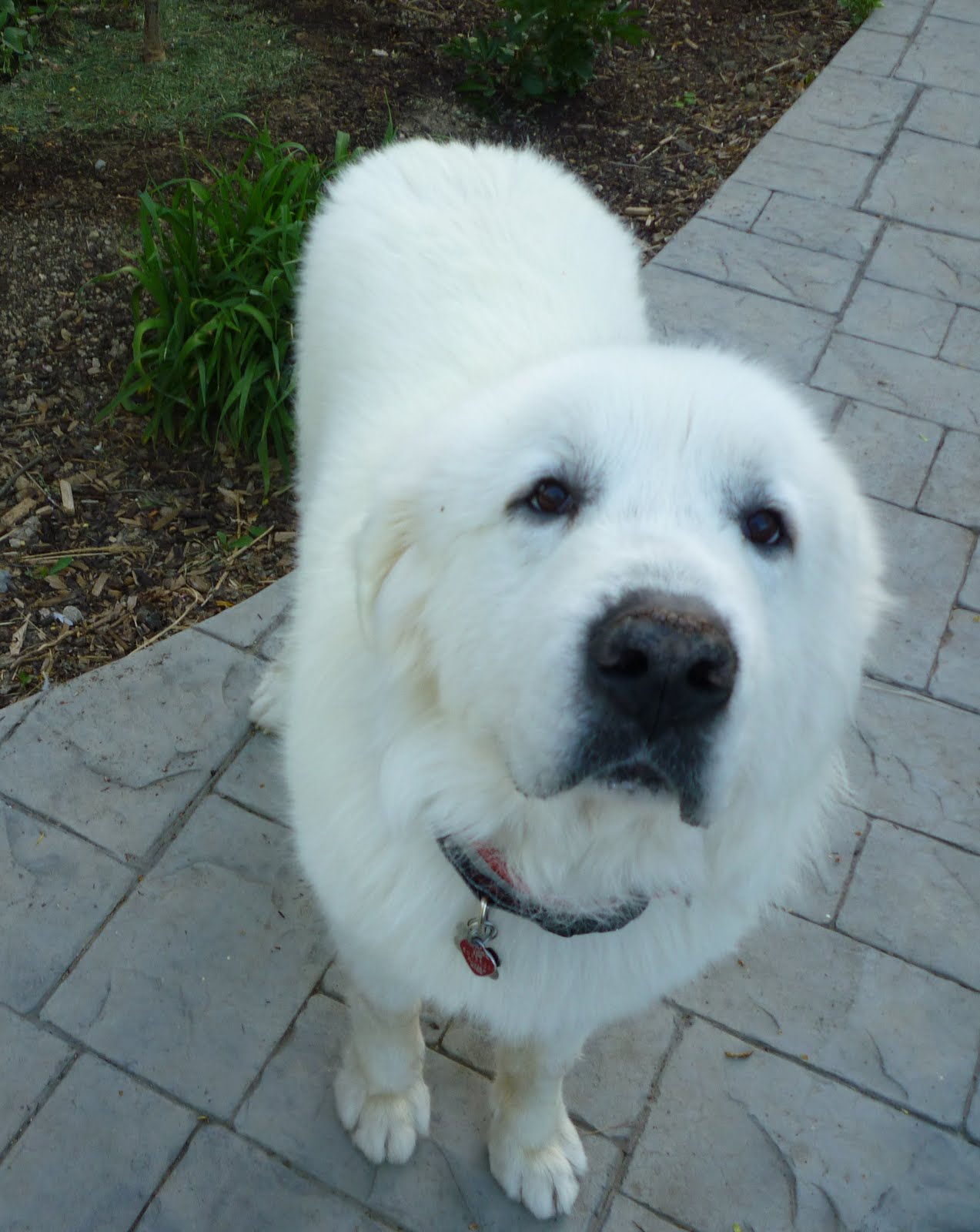 Colorado Great Pyrenees Rescue Community Maximus & Paylar Available