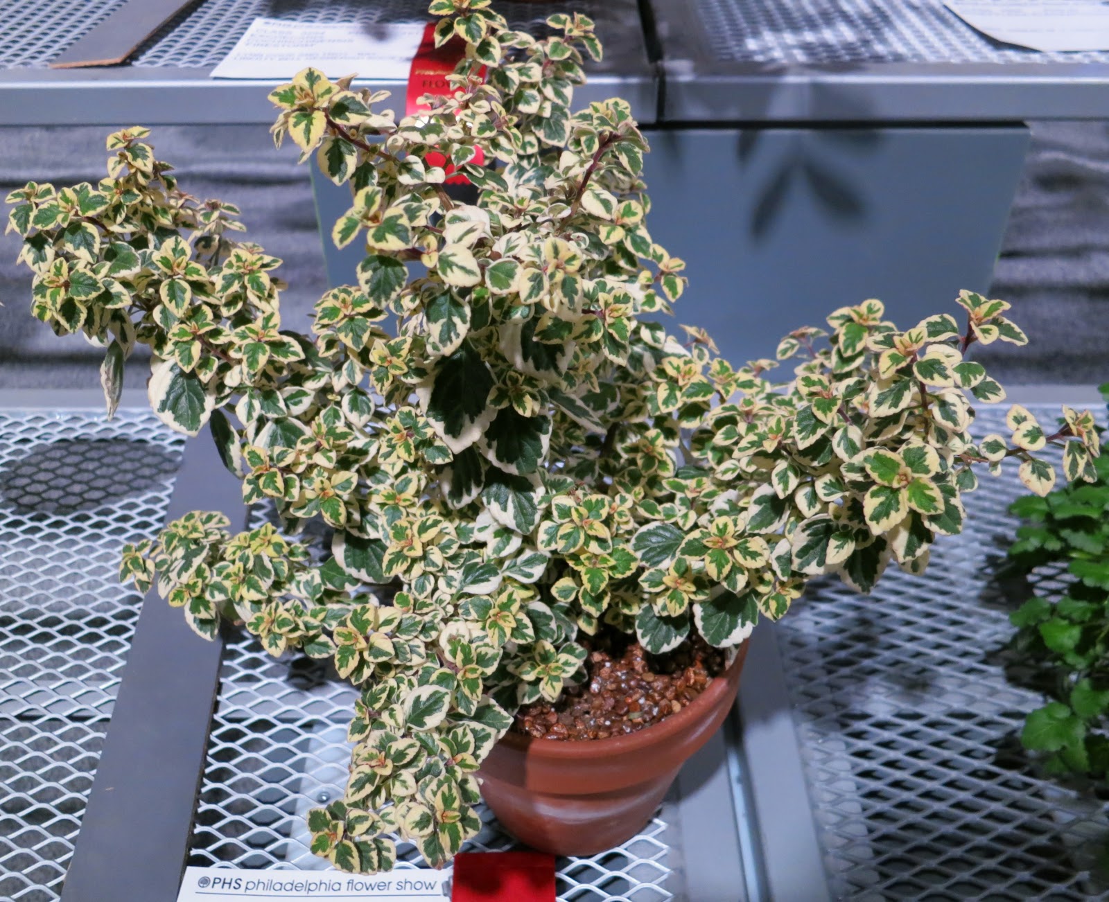 Gary's Specialty Plants Find this plant!