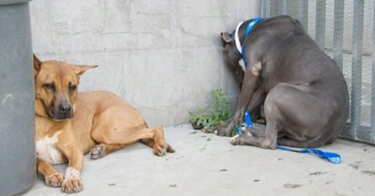 Dog Breaks Up Cat Fight Ridiculousness Dog Breaks Up Cat Fight Ridiculousness