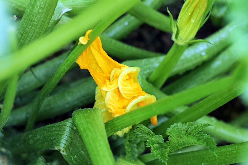 Milk and Honey Grilled Zucchini with Mint, Chilli and Feta