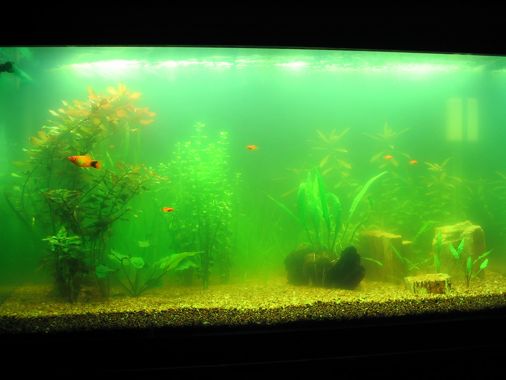 Aquaplantarium Mengapa Tumbuh Ganggang Di Aquarium