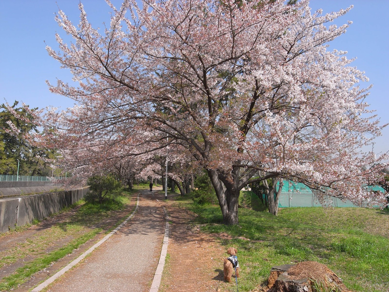 服部緑地 Annex Blog