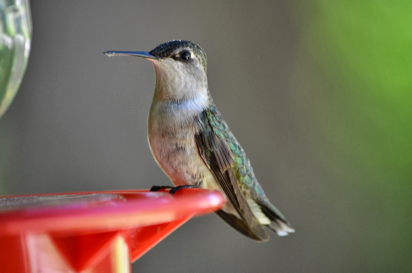 Journals of an Amateur Naturalist Hummingbirds