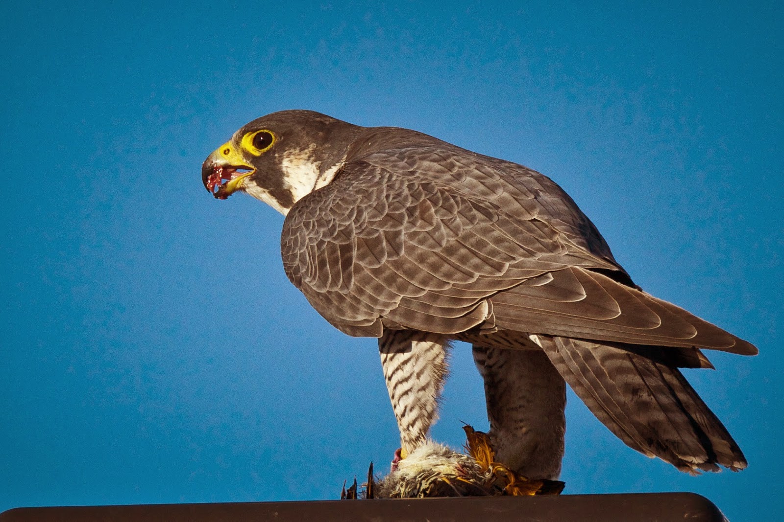 Peregrine falcon sound syncmilo