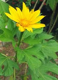 Cara Cepat Turunkan Kadar Gula Darah Dengan Daun Insulin cara cepat turunkan kadar gula darah dengan daun insulin