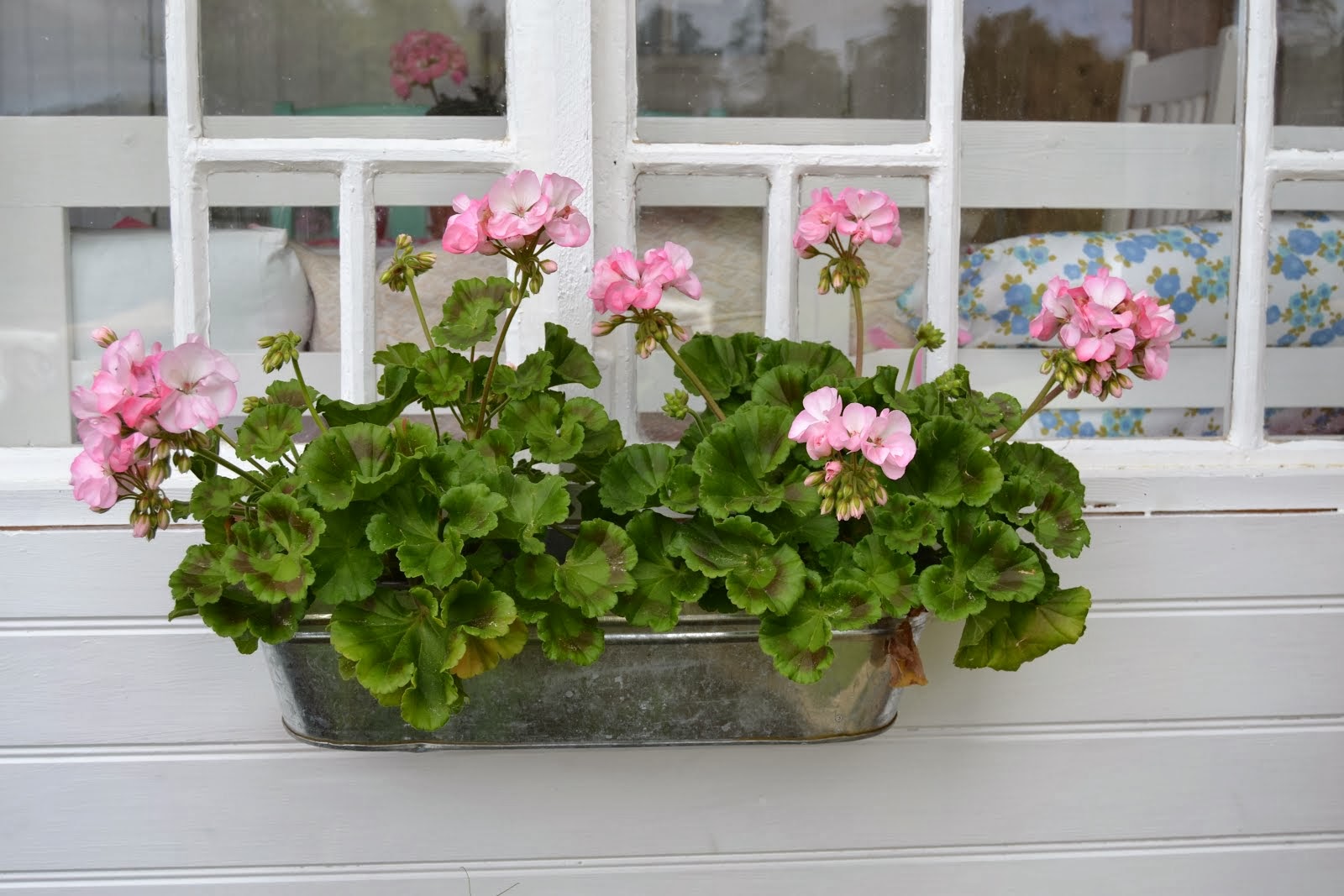 Sommar pelargoner