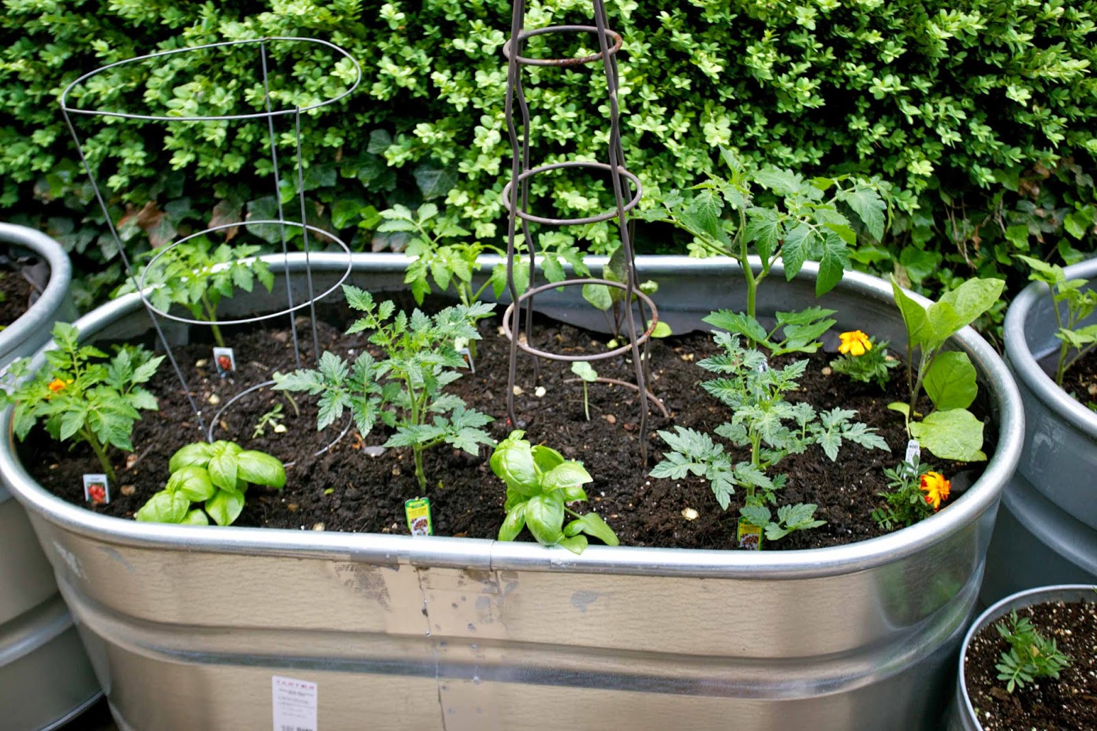 Trough Gardening in My Driveway