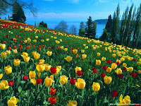 Field of Tulips, Island of Mainau, Germany wallpapers