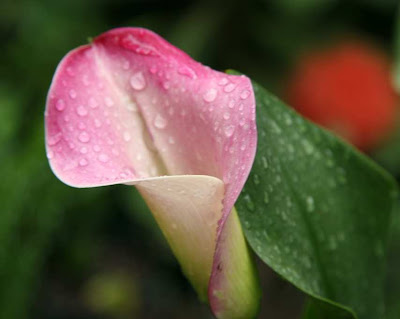 Calla Gabrielle