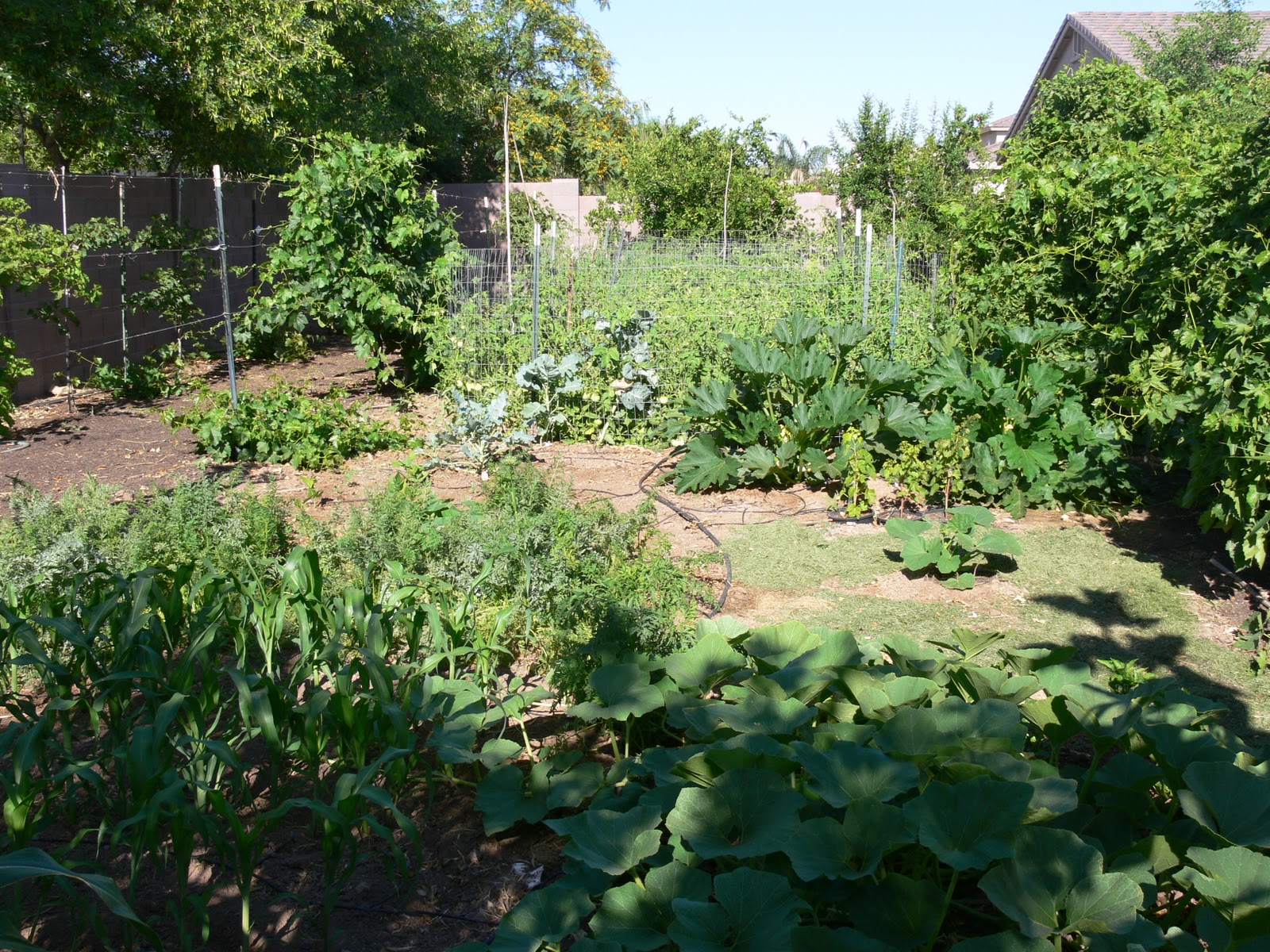 Phoenix Gardener: Backyard gardening in Metro Phoenix