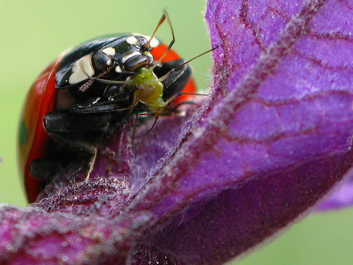 BBC Nature - Seven-spot ladybird videos,.