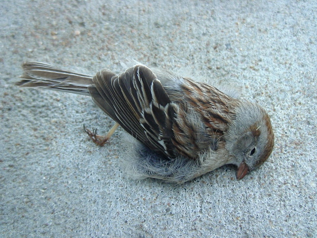 Dead Sparrow