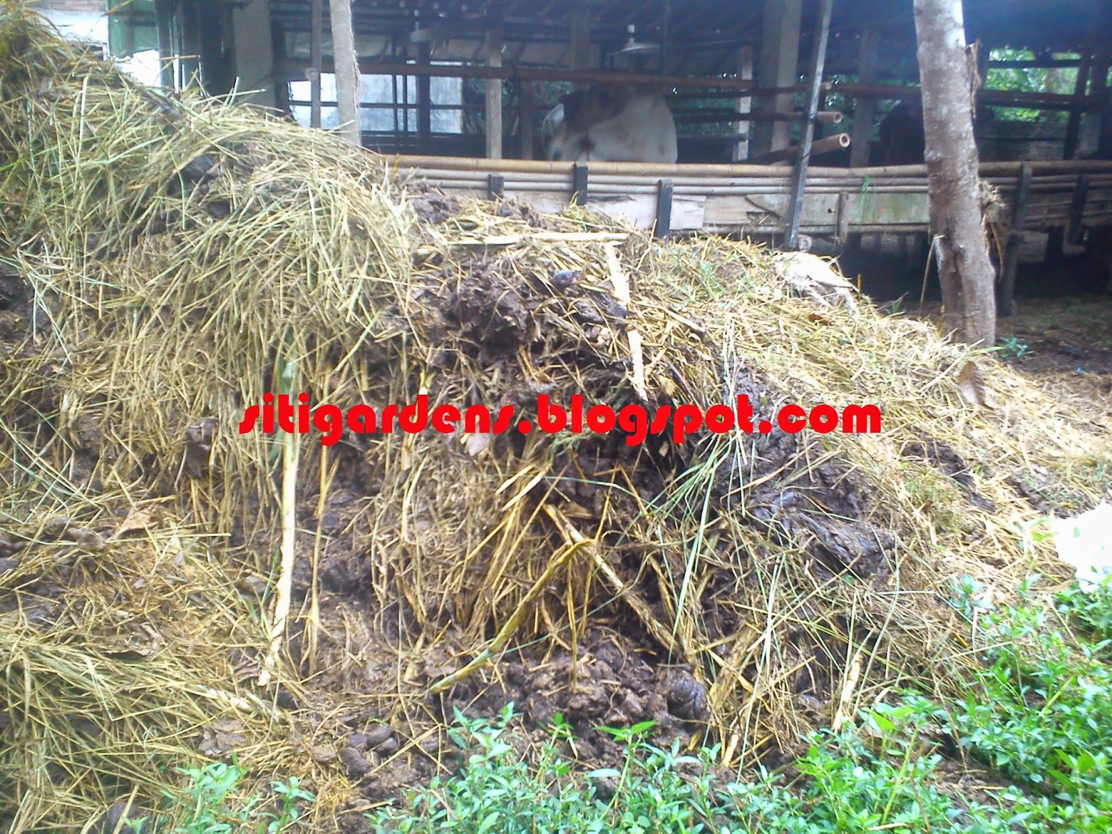 pemanfaatan pupuk kandang untuk budidaya cabe organik pemanfaatan pupuk kandang untuk budidaya cabe organik