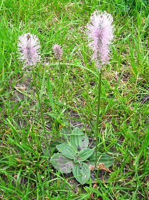 BABKA średnia Plantago mediów BABKA średnia Plantago mediów