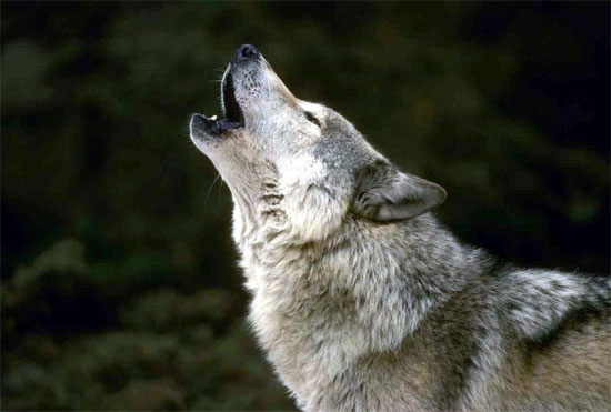 wolf-wolf.jpg