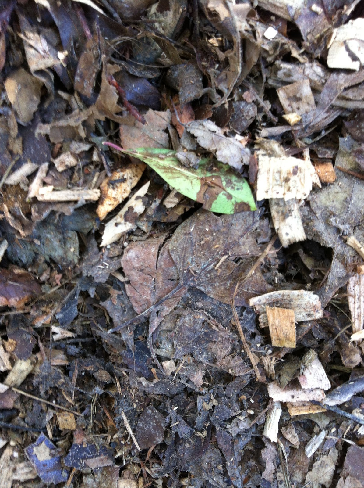 Plant Preview Wood Chips Connoisseur