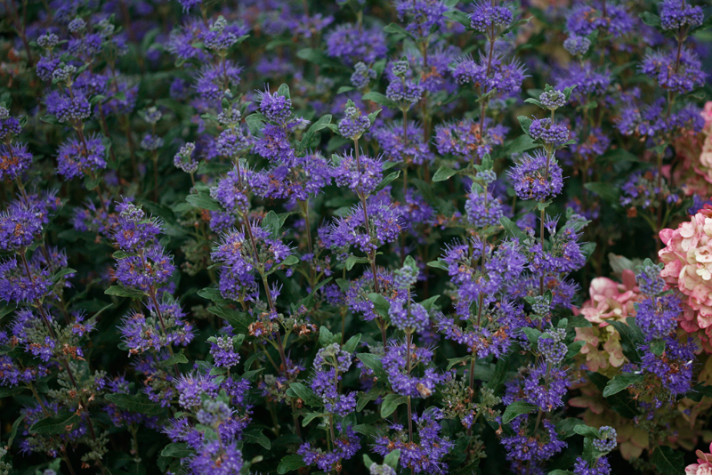 Proven Winners Colorchoice Plant Of The Week Plant Of The Week