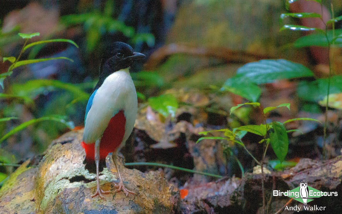 Ivory-breasted Pitta