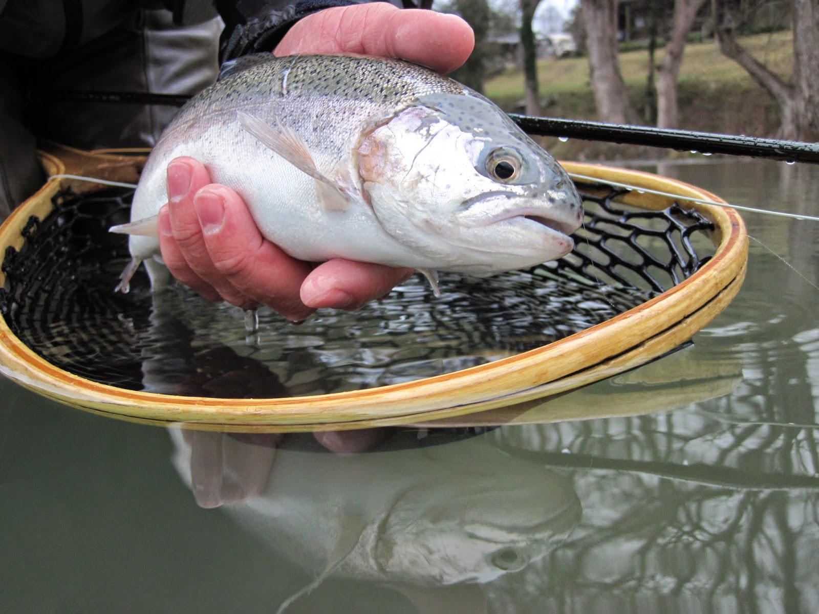 2FlyFish4 Tour of Texas; Guadalupe River Trout