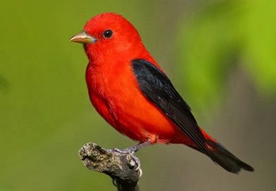 world beautiful birds red tanagers birds interesting world beautiful birds red tanagers birds interesting