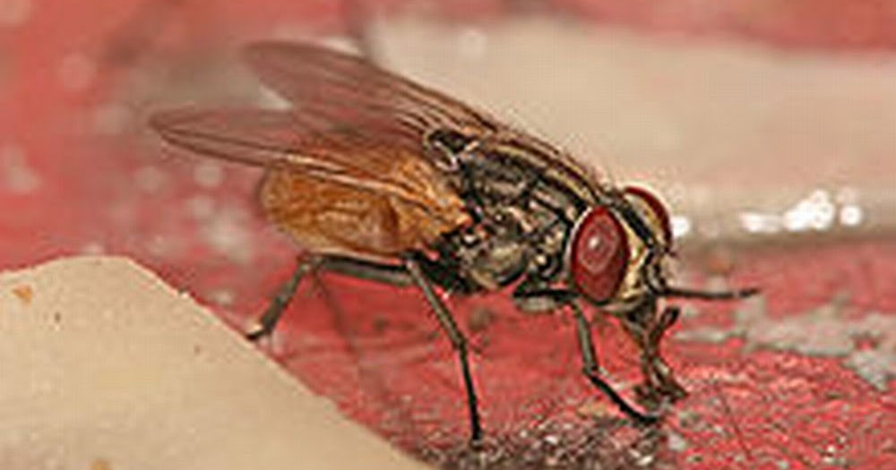 The Storyteller Swatting Flies with the Psychic!