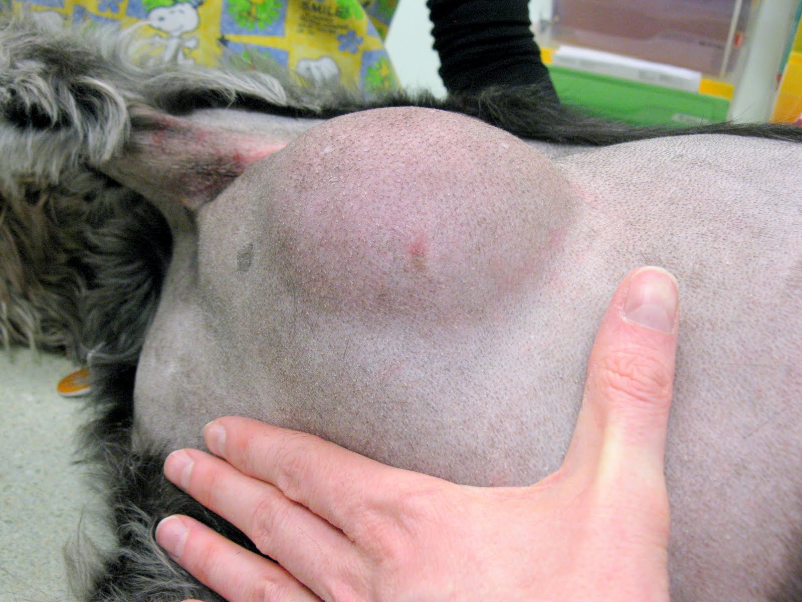 Lump On Dog S Belly Near Ribs Lump On Dog S Belly Near Ribs