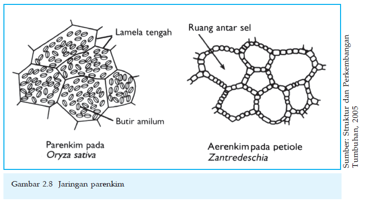 Blog Belajar IPA SMP: Jaringan Pada Tumbuhan