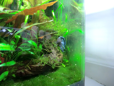 Betta Splendens - Siamese fighting fish