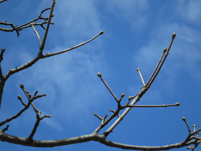 Green but unopened sycamore buds against a blue sky