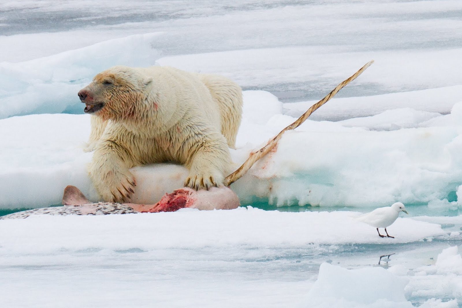 Polar Bear Vs Cat Polar Bear Vs Cat