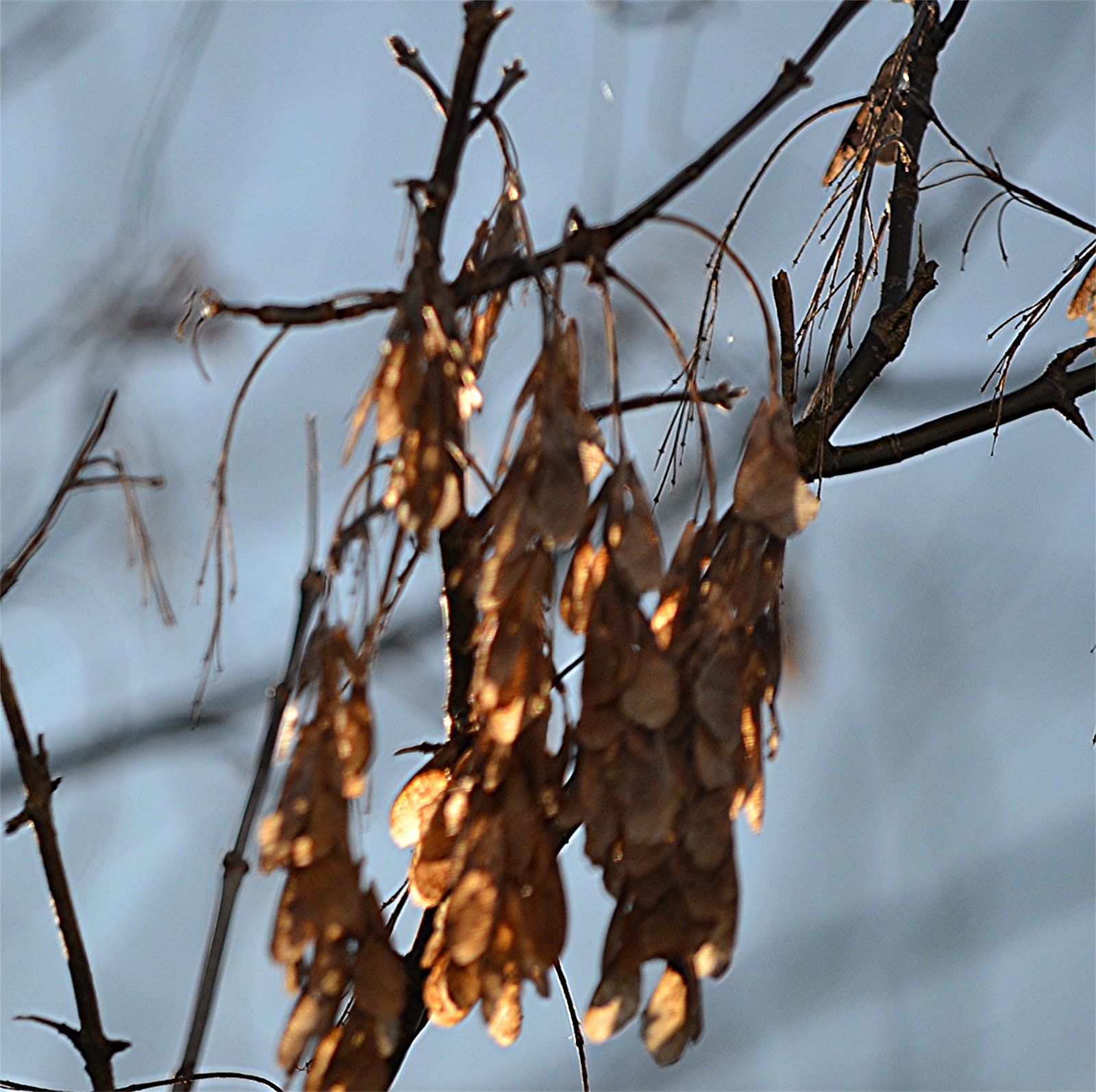 nature tales and camera trails Seed Dispersal