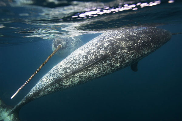 Horn Whale