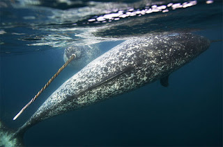 narwhal narwhal whale fish species horn rare artic