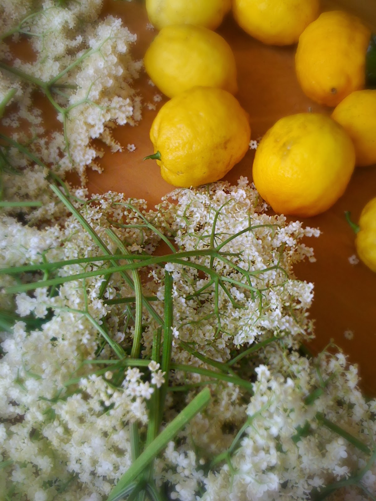 Alessandra Zecchini Elderberry Flowers Syrup and Elder flower Tea