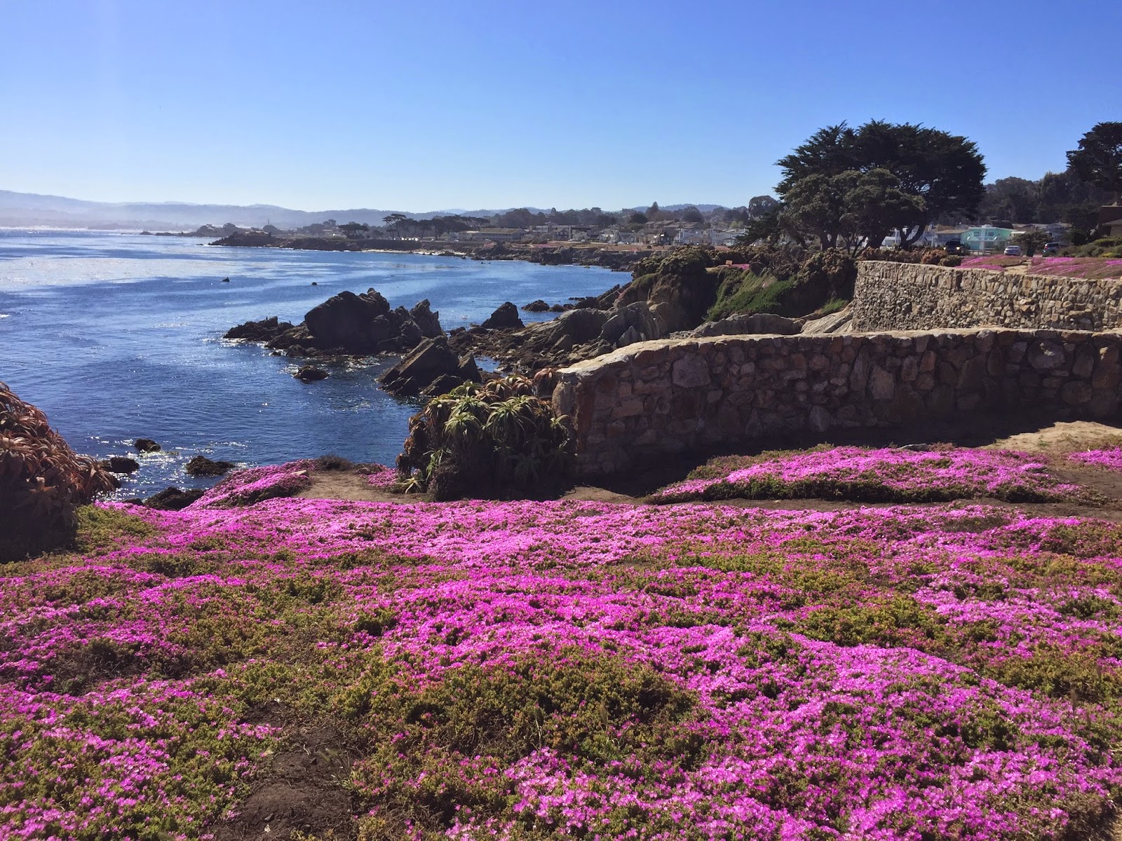 Travel M Girl Pacific Grove in Bloom