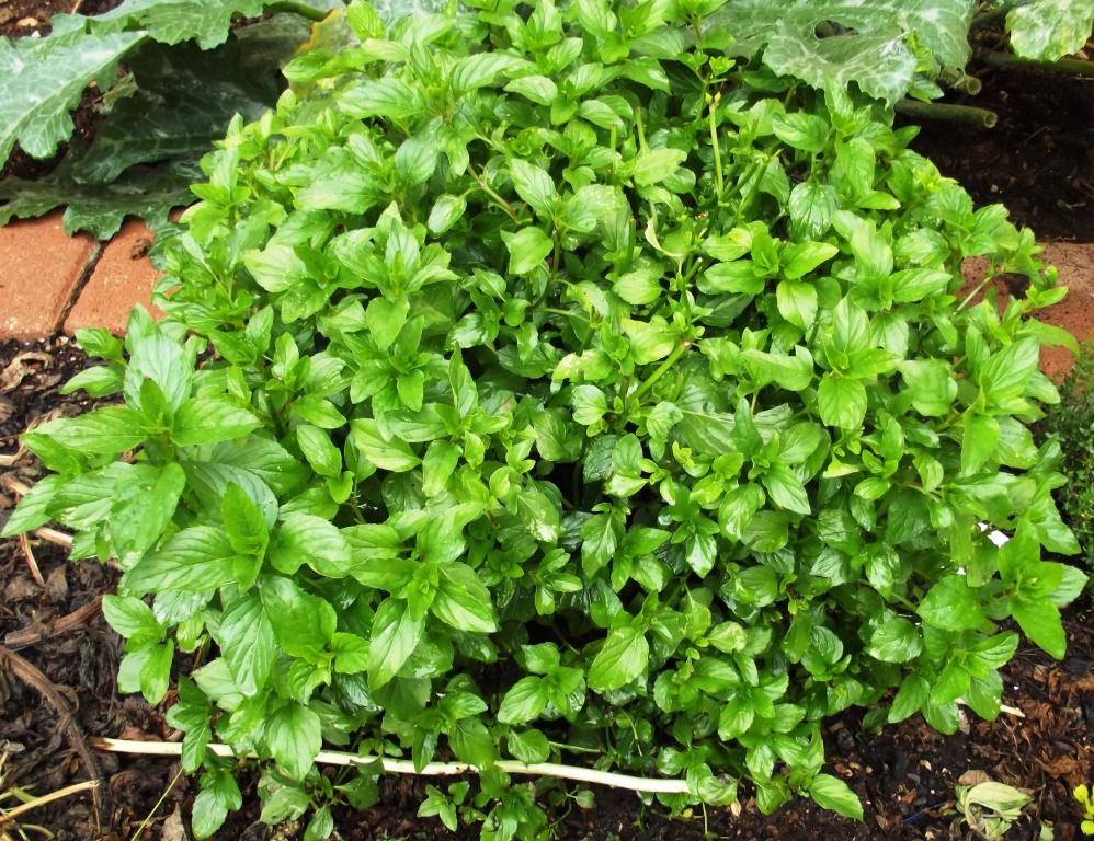 Roots 'n' Shoots Basil How To Grow Herb of the Month