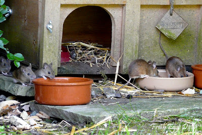  also a ready food source, especially if you leave feed in the coop