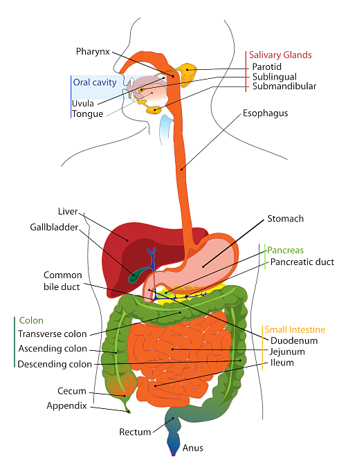 OMTEX CLASSES: Life's Internal Secrets Diagram