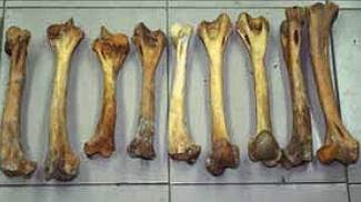 tiger medicine bones doctorramey tigers chinese myth man holistically yours predator medicines ol traditional good iger