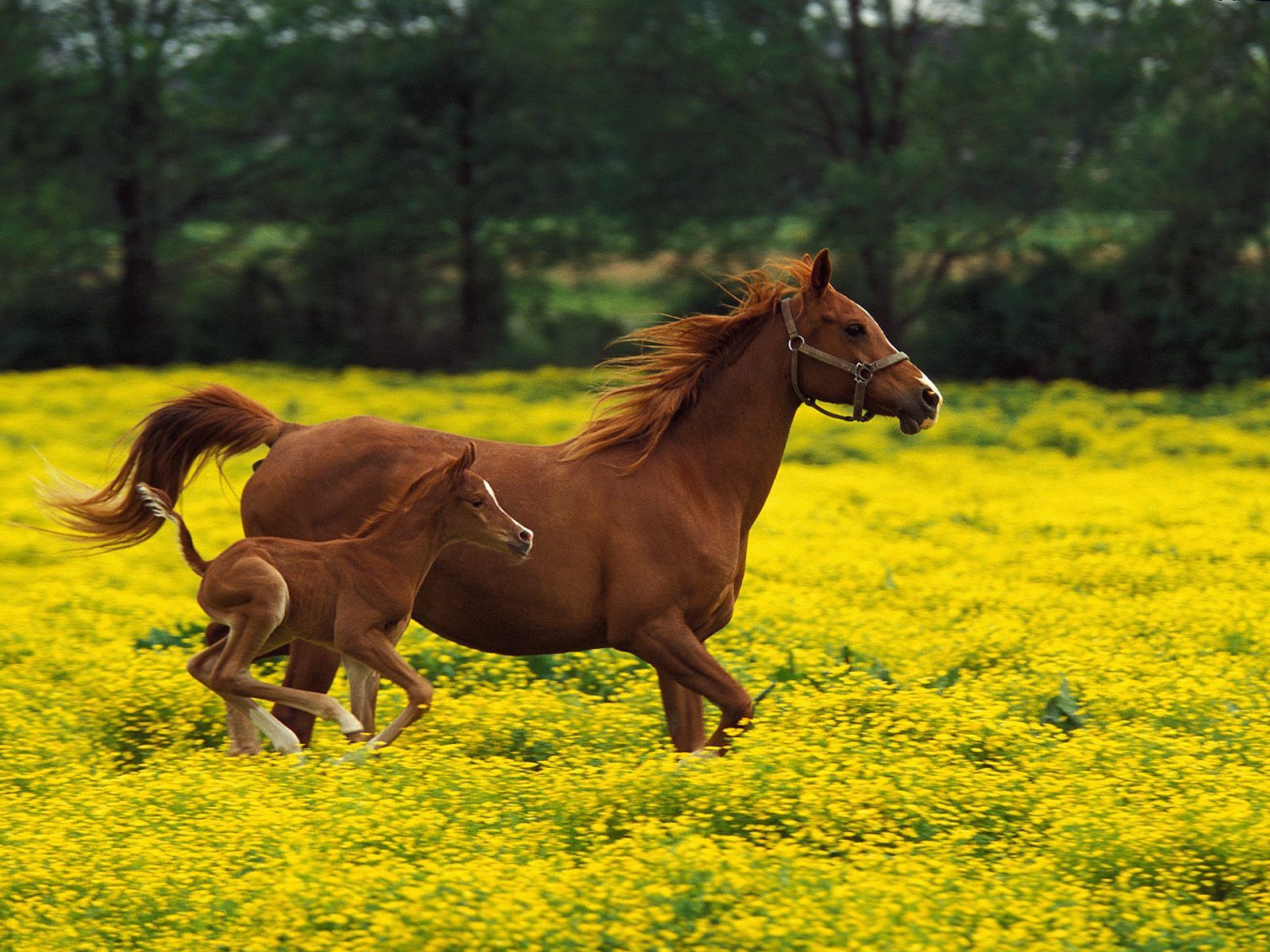 Horse Wallpapers Wild Horses Photos - HD Animal Wallpapers