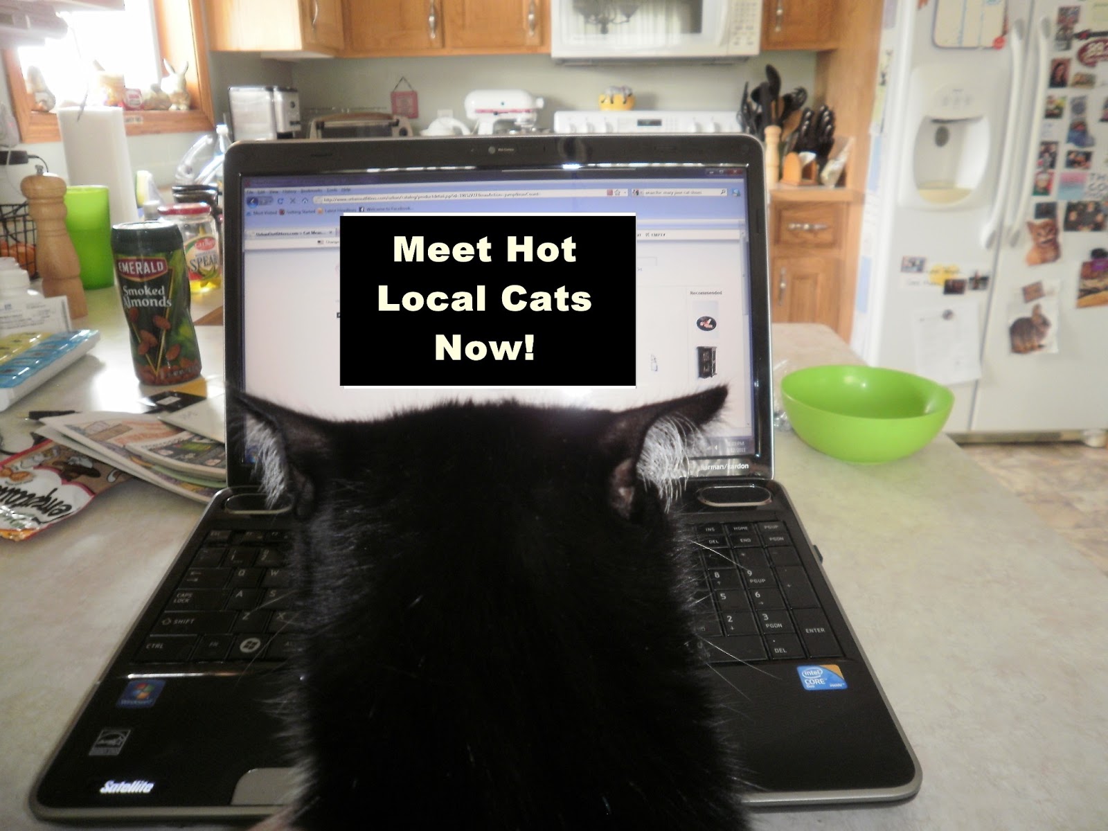 Catladyland Cats are Funny Pussycat Playboy Has an Addiction