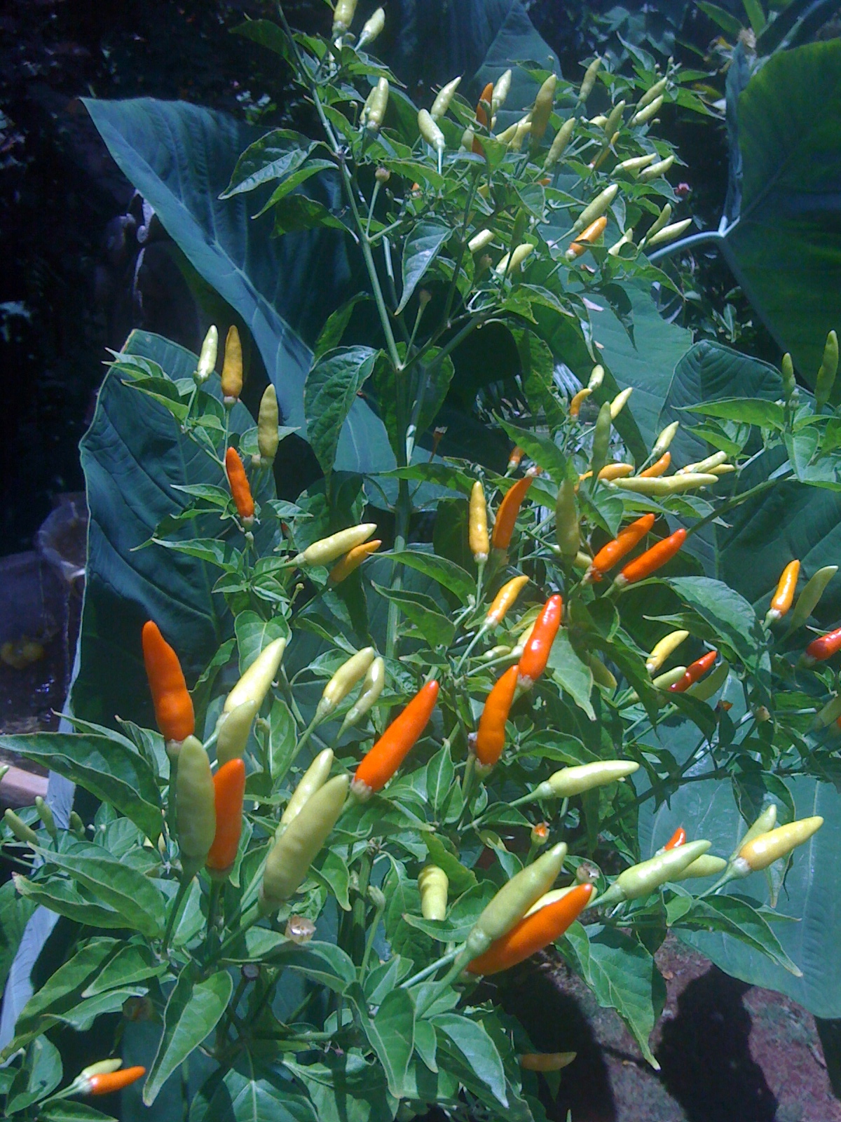 Live Love Kauai Hawaiian Chili Pepper Chicken Recipe